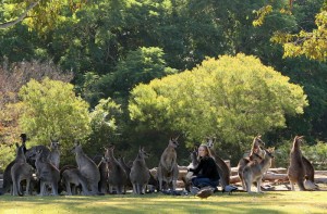 Kangaroo at Lone Pine Koala Sanctuary www.koala.net