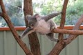 Koala at Lone Pine Koala Sanctuary