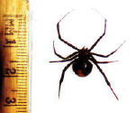 Red Back Spider size